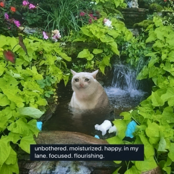 Cash Cat in water meme