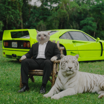 Cash Cat with tiger meme